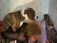 [ Beastiality Sex ] Old maiden can't live without her pooch